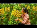 Download Lagu Single mother Harvests giant bunches of ripe bananas to sell \u0026 Cook Yummy fish