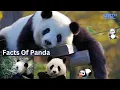 Ultimate Guide to Pandas Top Facts Care Tips and Fun s - Must-Watch