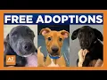 Arizona shelter offering 0 adoptions of dogs and puppies