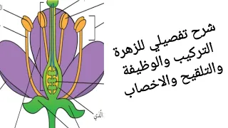 شرح تفصيلي للزهرة في النبات التركيب الوظيفة التلقيح الاخصاب خامس علوم كامبريدج 