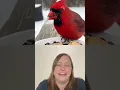 Download Lagu Real life angry birds 🤣