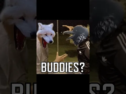 Did you know Wolves and Ravens are FRIENDS?