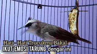 Download Suara trucukan gacor Cuk cuk TARUNG ROPEL | paling SUKSES untuk pancingan trucukan agar bunyi gacor, MP3