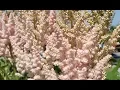Best Perennials - Astilbe Vision Inferno False Spirea