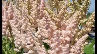 Best Perennials - Astilbe Vision Inferno False Spirea
