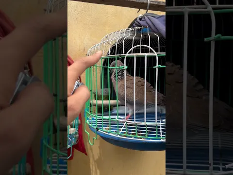 Chia sẻ cách ghép chim cu gáy sinh sản #birds #thebirdsonggroup #birdsong #animals