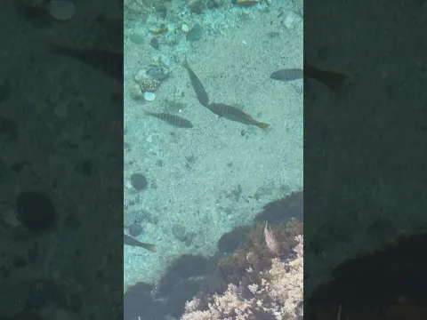 These fish survived the major swell! #SoLagLocal #Shorts
