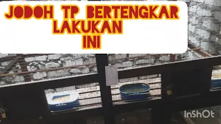 Download cara mengatasi perkutut jantan super galak MP3