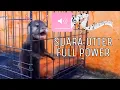 Download Lagu Suara Otter MARAH, NANGIS, MANJA | Kesepian dan lapar !