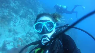 Scuba Diving: SHARKS for Christmas – Jingle Bells SCUBA Diving Mix