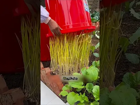سر زراعة الثوم وحصاده في ربع المدة!