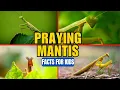 Download Lagu What is a Praying Mantis? Facts for Kids