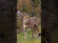 Download Lagu What does a Cheetah Sound Like?🤔