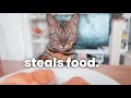 I Raised My Bengal Cat In A Tiny Apartment Do I Recommend It