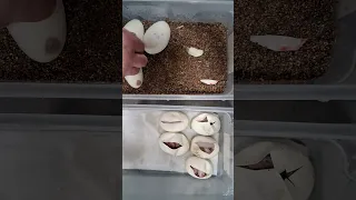 Eggs cutting from highway clown to pastel freeway