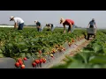 Inside California s Massive Berry Farms How Millions of Tons Are Harvested 2026