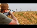 Download Lagu EPIC Corn Field Dove Hunt (They Were Everywhere!)