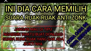 Download Cara Memilih Suara Ruak Ruak Anti Zonkk 100%Paling ampuh@Sarang Ruak Ruak TV MP3