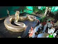 Lagu Huge Snakes: 7 Giants That Were Caught On Camera