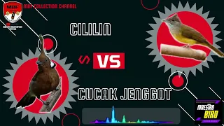 Masteran Burung Cililin Vs Cucak Jenggot Gacor Super Jernih