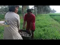 Download Lagu Fenomena Alam terjadi lagi!air sawah sat  saatnya panen ikan//ga kuat satu kali harus dua kali
