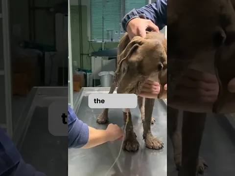 Skinny Sick Dog Amazing Transformation | Dog Rescue Shelter