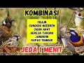 Download Lagu 🔴 JEDA ‼️ KOMBINASI TERBAIK MASTERAN MURAI BATU TROTOL MUDAH MASUK