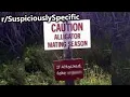 Caution Alligator Mating Season