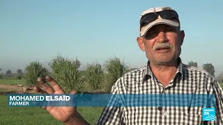 Nile River under threat A closer look at Egypt s water crisis FRANCE 24 English