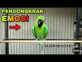 Download Lagu MEWAH !!! Cucak Ijo Gacor Ngentrok Full Isian, Nembak Rapet Suara Kasar Isian Mewah