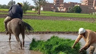  فلاح مصري يرفض التكنولوجيا وينجح في زراعة الأرز جيزة ١٧١ بإستخدام الخيل   بطريقه ممتازه هزت العالم  دندنها