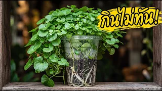 ทำไมเพิ่งรู้ ! ปลูกใบบัวบกด้วยสิ่งนี้...แทบกินไม่ทัน| Nava DIY