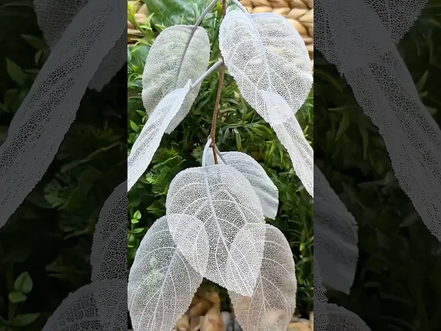 Arcuate Skeleton Leaves video thumbnail