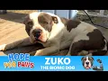 Pit Bull couldn t even stand up because of two deformed legs