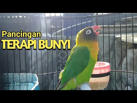 Download MP3 Pancingan suara love birds konslet minor Mantap