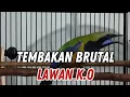 Download Lagu MASTERAN CUCAK CUNGKOK TEMBAKAN BRUTAL SUPER KASAR BIKIN LAWAN K.O