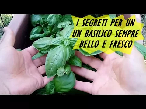 Download MP3 I SEGRETI PER UN BASILICO SEMPRE BELLO E FRESCO