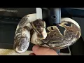 My paradox ball python shatter