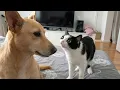 Lagu Cats and Their Ultimate Chaos Moments 😂 | Funniest Video of 2026