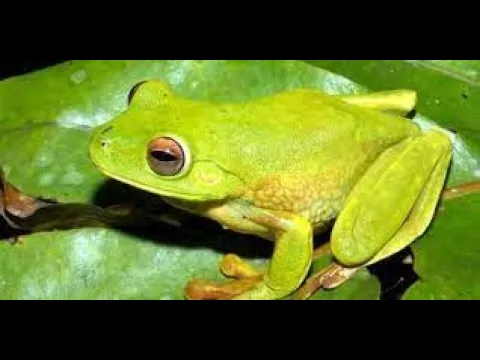 Download MP3 sound effect frog - 5 detik suara katak