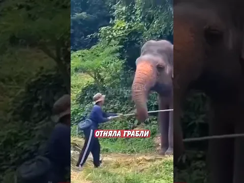 🤣 Слониха отняла грабли у рабочего — вот для чего! | Новостничок