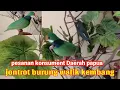 Download Lagu jontrot burung walik kembang