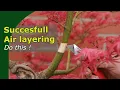 How to succesfully air layer trees Two tips to avoid failure and explained on a Japanese Maple