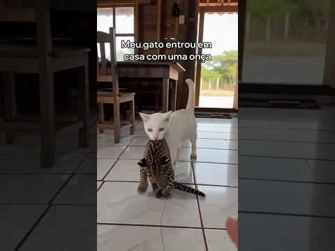 Meu Gato Adotou Esta Onça
