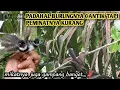 Download Lagu mikat sikatan kipas sumatera 🥴