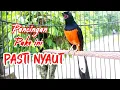 Download Lagu PANCINGAN AMPUH MURAI BATU GACOR FULL ISIAN panjang, SEKALI DENGAR MURAI APAPUN RESPON NEMBAK materi