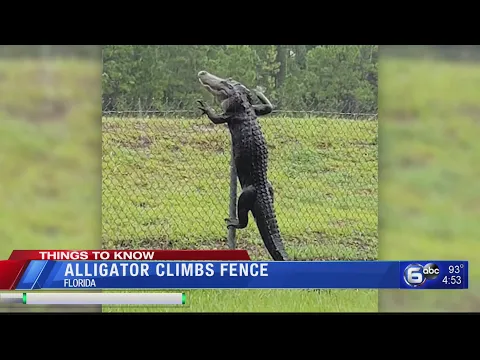 Alligator scala la recinzione in Florida