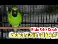 Download Lagu Cucak ijo gacor isian mesin jahit