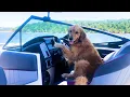 FUNNIEST Golden Retrievers BEST Compilation