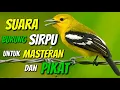 Download Lagu Suara SIRPU untuk Masteran dan Pemikat